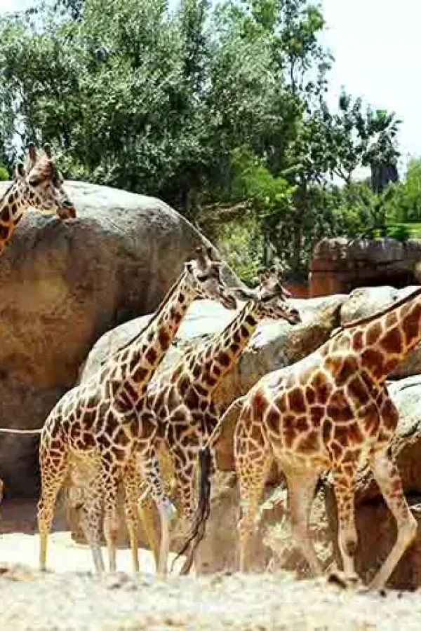 649776567-16-giraffe