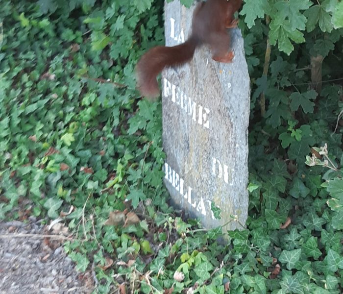 ecureuil