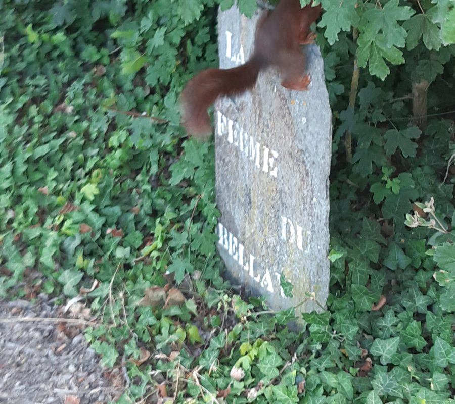 ecureuil
