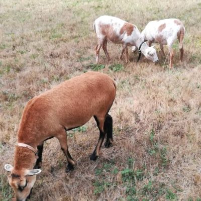 Moutons du Cameroun